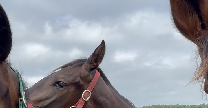 競馬　有力馬情報　後ろに競馬場のデータ付き エリカエクスプレス (Erika Express) | 競走馬データ - netkeiba