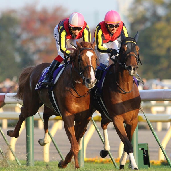 ジェンティル最強だ！「今後は海外に出ていく」＝ジャパンカップ - スポーツナビ