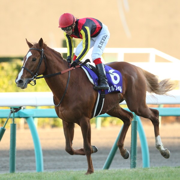 オルフェーヴルも夏の新潟開催デビューだった