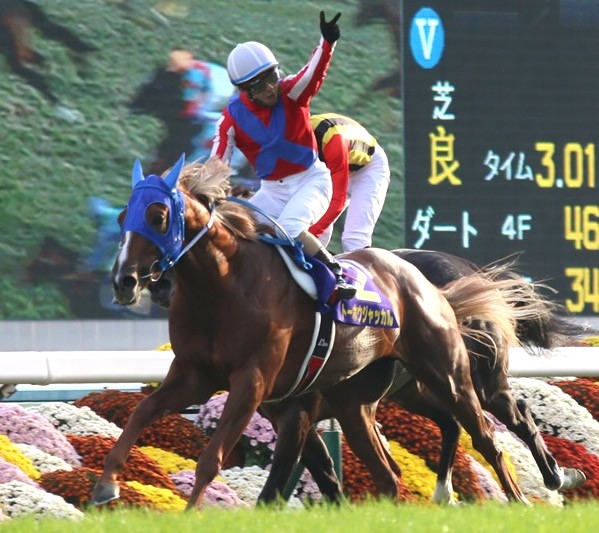 昨年の菊花賞馬トーホウジャッカルが参戦するなど、今年も好メンバーが集結した