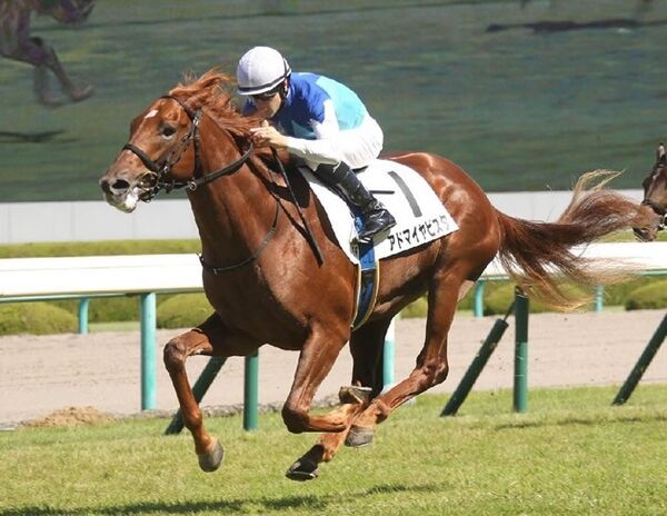 兄はダービー馬エイシンフラッシュ 2億円の期待馬マツリダバッハの評価は スポーツナビ 兄はダービー馬エイシンフラッシュ 2億円の期待馬マツリダバッハの評価は スポーツナビ