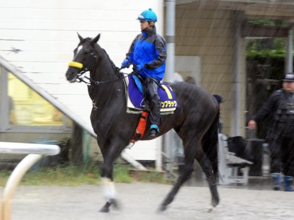 21日の最終追い切りを終えたキタサンブラック、坂路ハードトレで培った強さで宝塚記念でも他馬を圧倒してみせるか