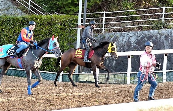 現在JavaScriptが無効です。齧歯類の下歯がトド松を倒す。メラグラ。 「競馬巴投げ!第153回」1万円馬券勝負ビーバーはなぜ巨木を倒すほど齧りつくすのかつまり野生動物のオスは自分の最も得意とする技でメスの興味を引く関連リンク著者プロフィール 乗峯栄一 関連リンク新着記事コラムランキングおすすめ記事(Doスポーツ)新着公式情報 日本オリンピック委員会公式サイト
