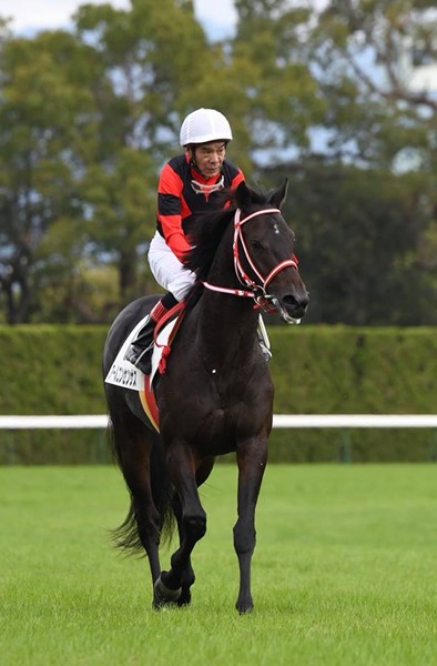 62歳1カ月29日での騎乗はJRA最年長記録、大井の的場文男騎手が京都を大いに盛り上げた