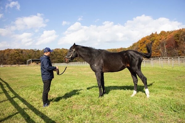 種牡馬からも解放され、悠々自適の放牧生活を満喫しているダンスインザダーク。功労馬に対する社台グループの理念もあり、引退馬として恵まれた環境で暮らしている