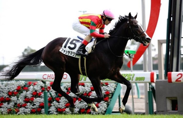 デビュー勝ちを収めた外国産馬のフォッサマグナ(撮影:日刊ゲンダイ)