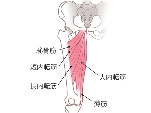 三角のポーズ が上達 内腿の筋肉 の仕組みを理解しよう スポーツナビdo