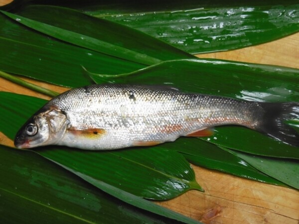 釣った魚をその場で食べる さばく 手開きにする 方法と簡単レシピ スポーツナビdo 釣った魚をその場で食べる さばく 手開きにする 方法と簡単レシピ スポーツナビdo