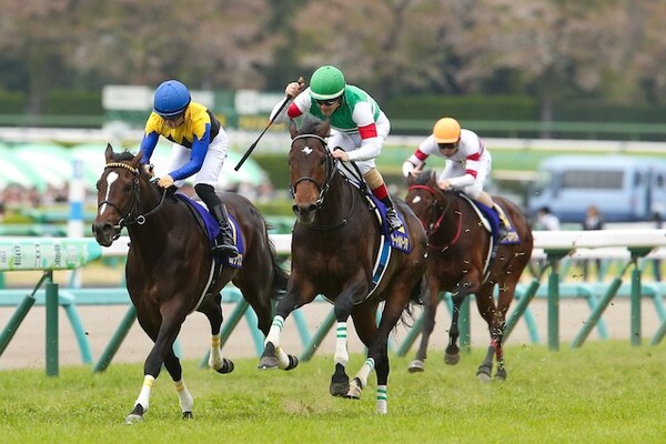 金鯱賞には昨年の最優秀3歳牡馬サートゥルナーリアも出走する