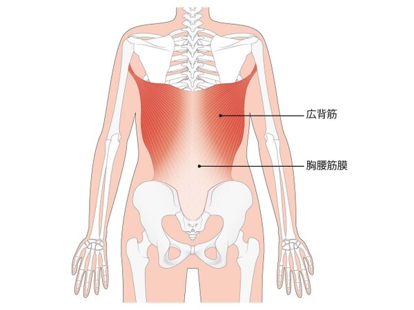 肩甲骨ちゃんと見えてる 埋もれた肩甲骨がよみがえる背中痩せ簡単エクササイズ2選 スポーツナビdo 肩甲骨ちゃんと見えてる 埋もれた肩甲骨がよみがえる背中痩せ簡単エクササイズ2選 スポーツナビdo