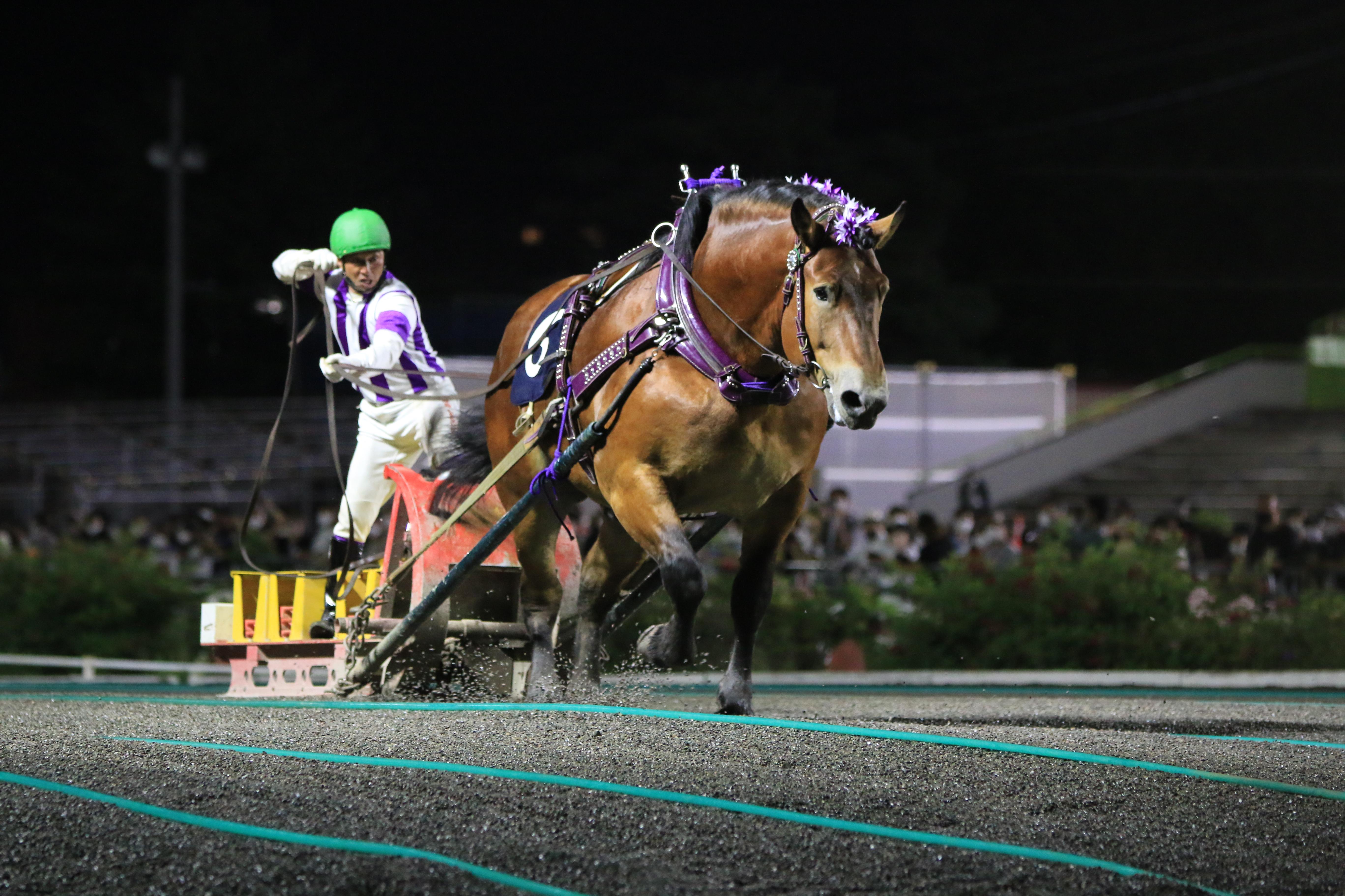 帯広競馬11R ばんえいグランプリ予想】メムロボブサップの３連覇に期待 - スポーツナビ