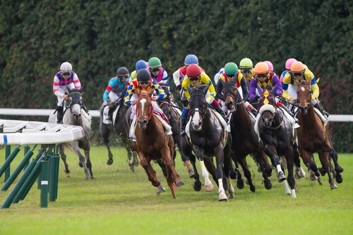 競馬AIが京都記念、共同通信杯を大予想 厳選ワイド3点＆3連複10点で勝負！ - スポーツナビ