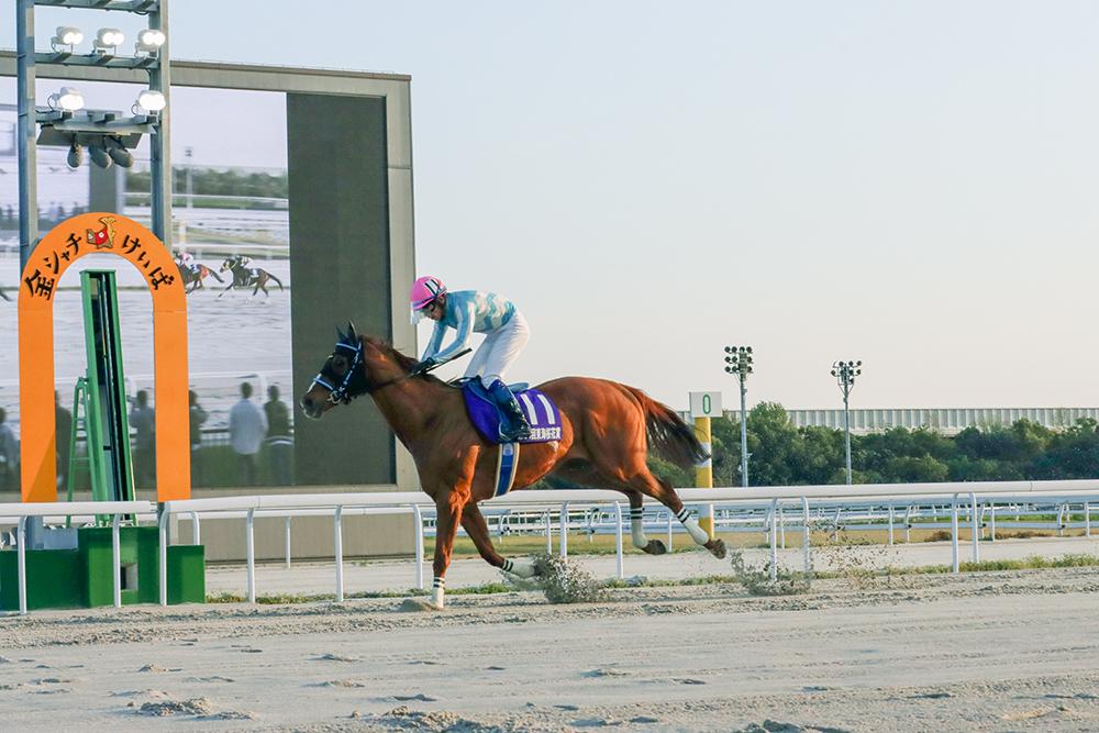 競馬パネル：トウショウボーイ「1977年第7回高松宮杯」※白黒直線