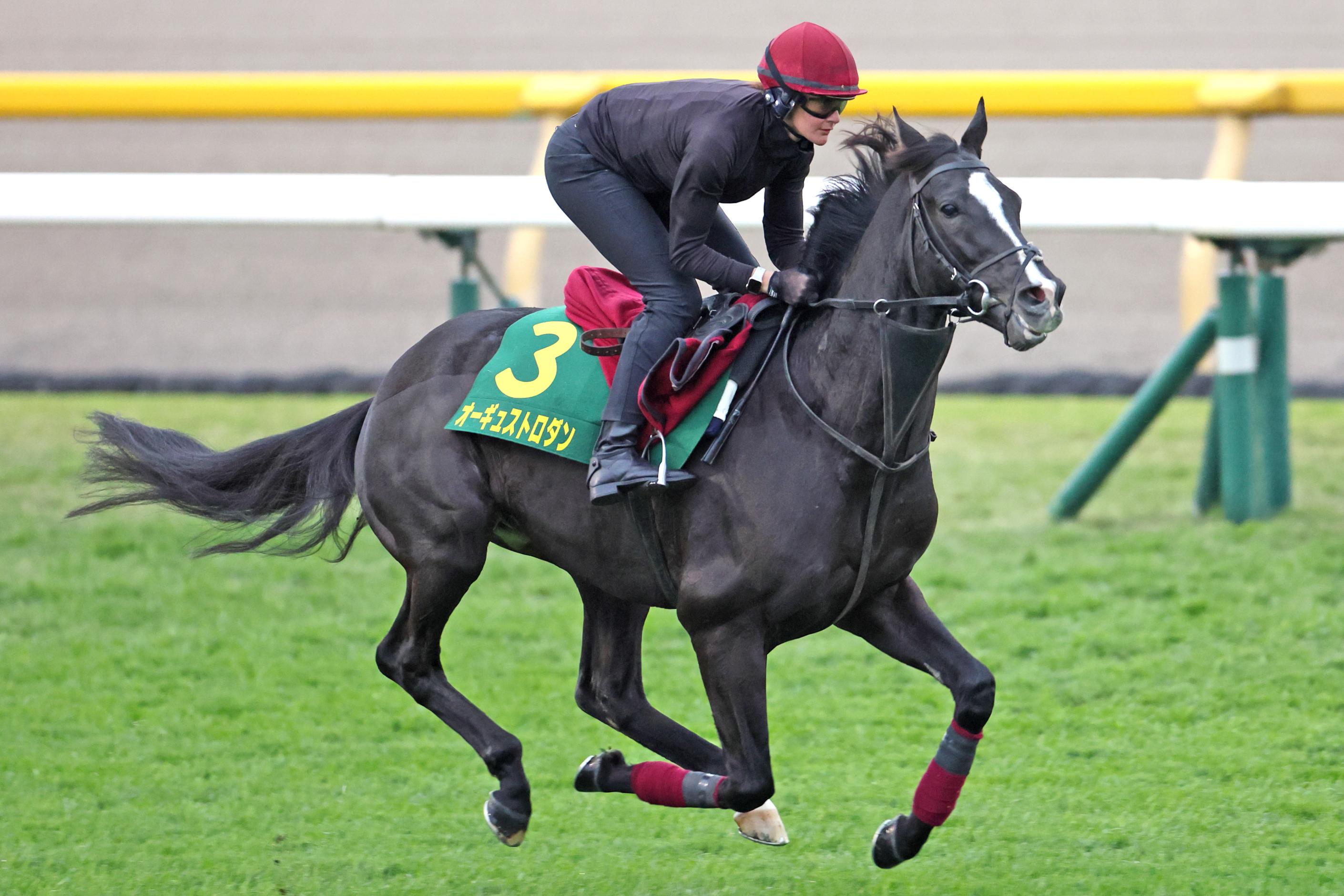 ジャパンカップ共同会見】「最後の花道はJCの他にない」A.オブライエン師、オーギュストロダン万全仕上げでいざ出陣 - スポーツナビ