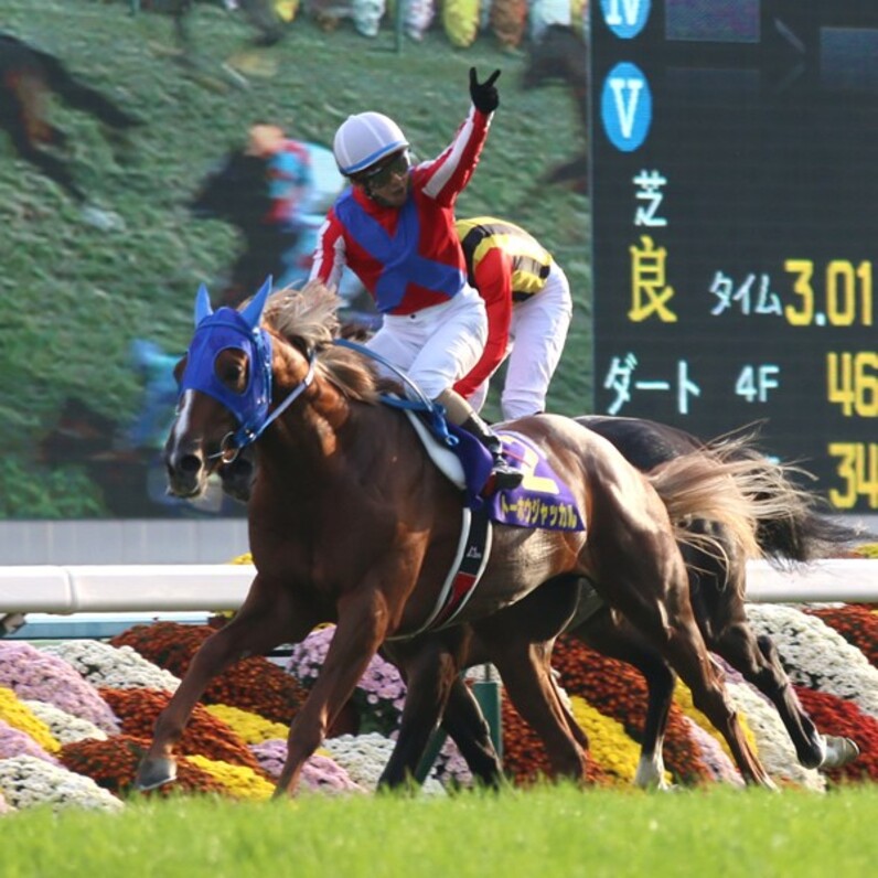 大病乗り越えたジャッカル最速の菊花賞V ワンアンドオンリー敗因は展開と枠順か - スポーツナビ 大病乗り越えたジャッカル最速の菊花賞V ワンアンドオンリー敗因は展開と枠順か - スポーツナビ