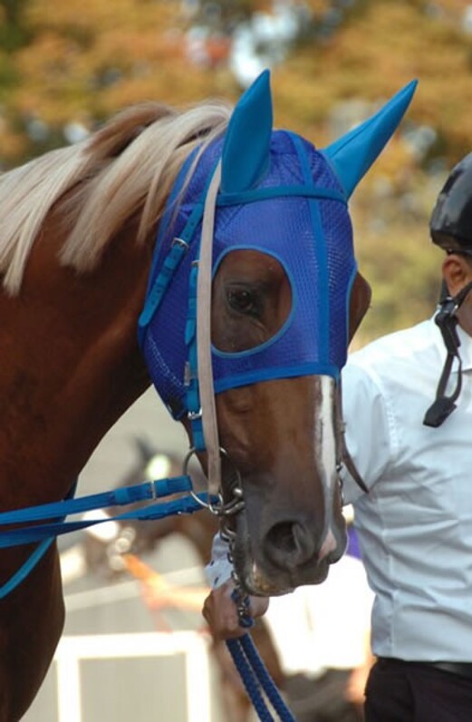 伝説の菊花賞馬となるまで――トーホウジャッカルここまでの歩みを聞く - スポーツナビ