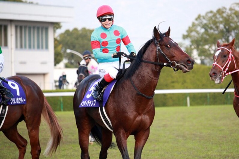 本日売り切り　競馬　インディチャンプ　ジャケット 本日売り切り競馬インディチャンプジャケット
