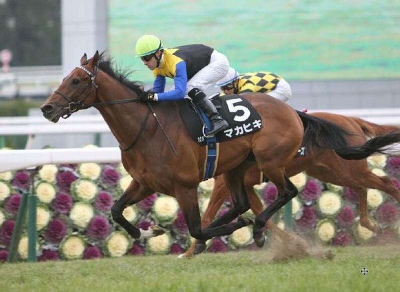 父ディープを超える上がり32秒６の末脚 マカヒキがダービー想定オッズ５番人気に スポーツナビ