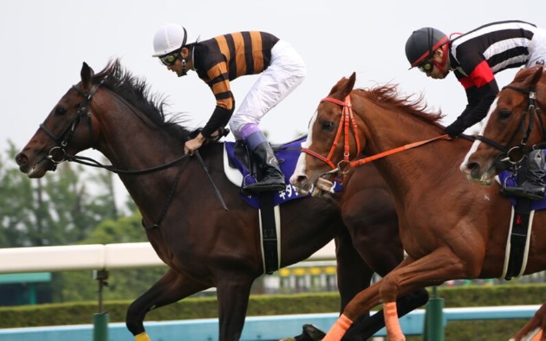 ファイル:第76回菊花賞の優勝レイを着装した勝利馬キタサン