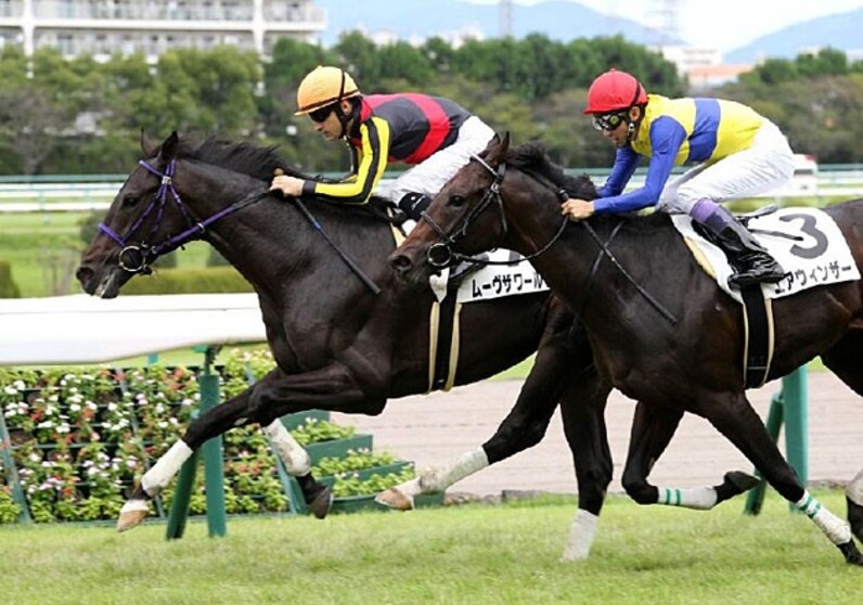 未来の凱旋門賞馬ムーヴザワールド☆９つ フランケル牝駒ミスエルテには☆８つ！ - スポーツナビ