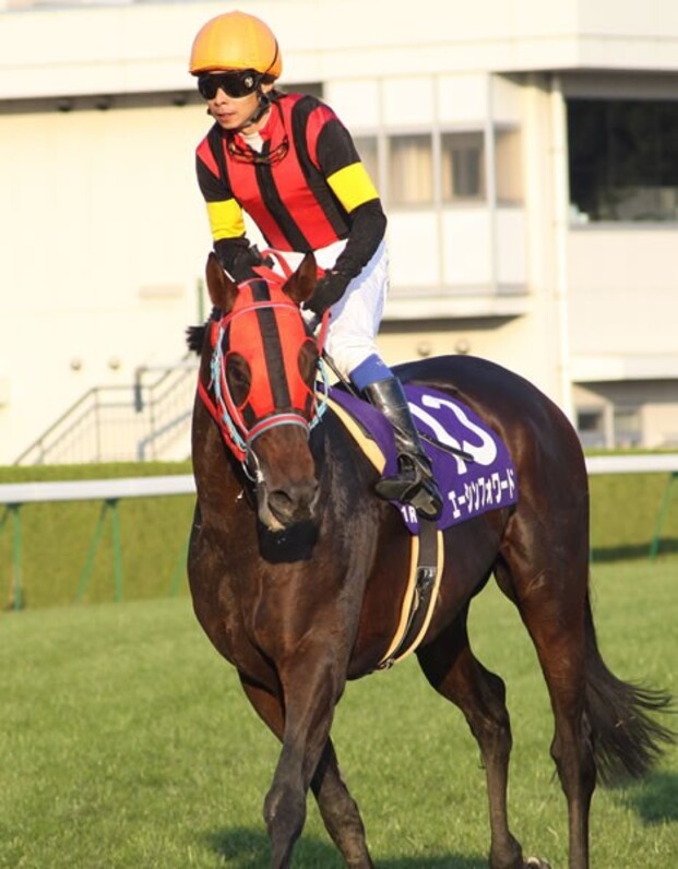 エーシンフォワード マイルチャンピオンカップ ジャンパー 競馬 L エーシンフォワード マイルチャンピオンカップ 記念ジャンパー