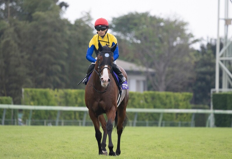 ⑨◆　競馬　JRA　◆　ママコチャ　◆　スプリンターズS　◆　２種類セット　◆ hq720.jpg?sqp=-