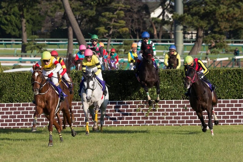 競馬AIが新潟ジャンプステークスを大予想 厳選ワイド3点＆3連複10点で勝負！ - スポーツナビ