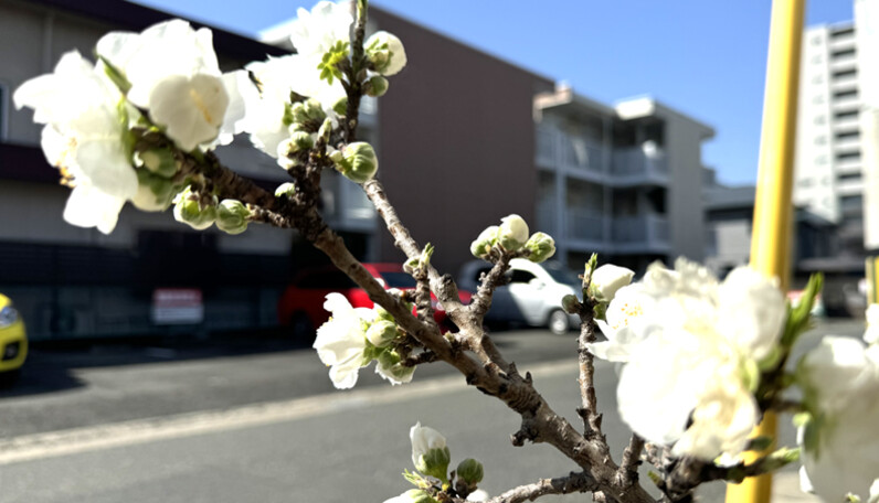 ダ*ン様 冨名腰桃奈選手サイン入りトコタン帽子 PPJPDKsS.jpg