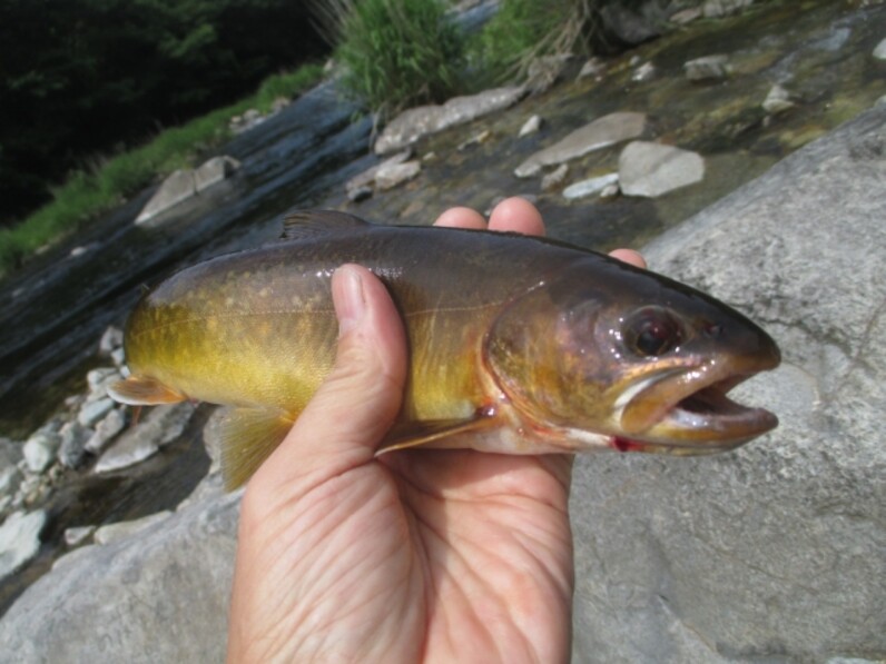 釣った魚をその場で食べる さばく 手開きにする 方法と簡単レシピ スポーツナビdo