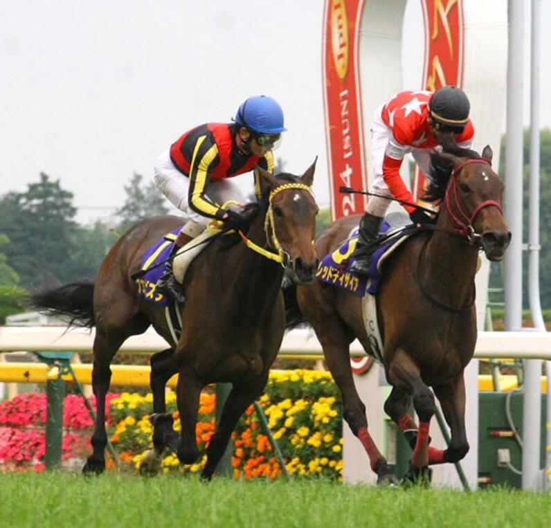 名馬コラム】スティルインラブ 史上2頭目の牝馬3冠を達成｜コースごとに強い馬は違うのよ - コレクション