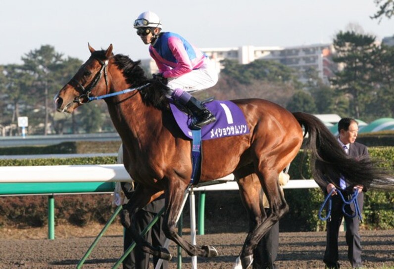【競馬】第52回有馬記念現地馬券全頭セット　マツリダゴッホ マツリダゴッホ (Matsurida Gogh) | 競走馬データ - netkeiba